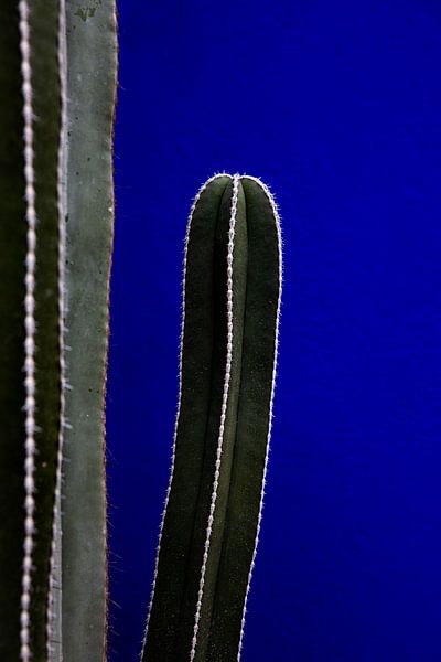 Jardin Majorelle by Jalisa Oudenaarde