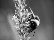 Bumblebee on Lavender by Martijn Wit thumbnail