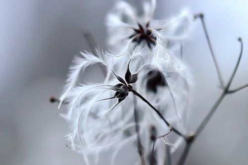 Natur