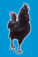 Big Black Cock (grote zwarte haan)