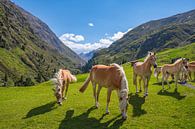 Haflingerpaarden in het Venter Tal in de Tiroler Alpen van Sjoerd van der Wal Fotografie thumbnail