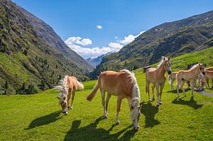 Haflinger Pferde im Venter Tal in den Tiroler Alpen