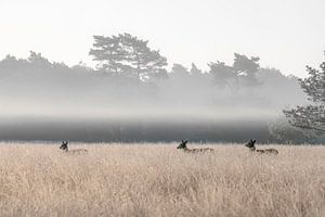 Gruppe von Rothirschen auf dem Feld bei tief hängendem Nebel.
