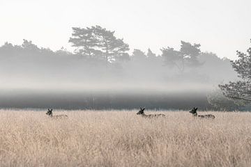 Groep edelherten in het veld met laaghangende mist. van Albert Beukhof