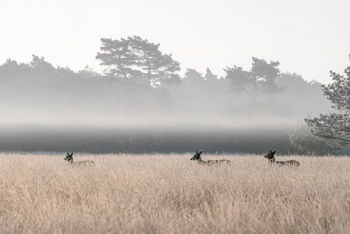 Groep edelherten in het veld met laaghangende mist.