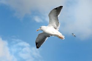 Mouette dans le ciel