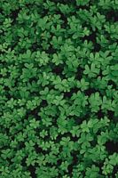 Tapis vert de trèfle