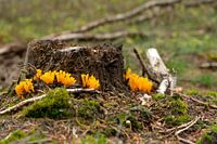 Coral mushroom