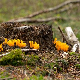 Korallenpilz von Jannieke