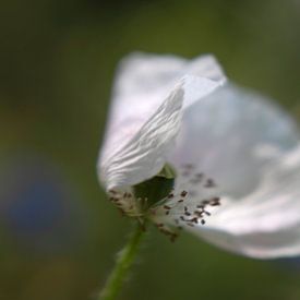 flower van Ester Besuijen