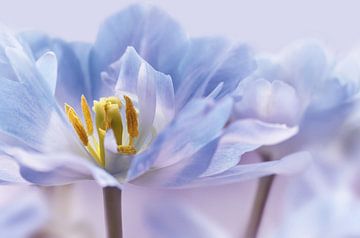 Tulpen van Violetta Honkisz
