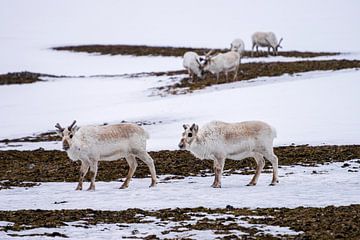 Reindeer on Spitsbergen by Merijn Loch