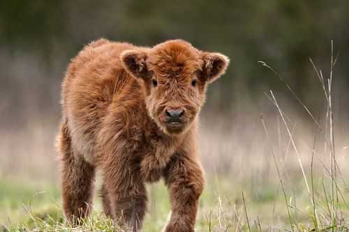 Neugeborener Schottischer Highlander