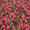 TULIPS IN PINK-RED by Yvonne Blokland