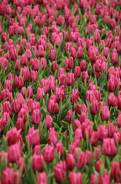 TULIPES EN ROSE-ROUGE sur Yvonne Blokland