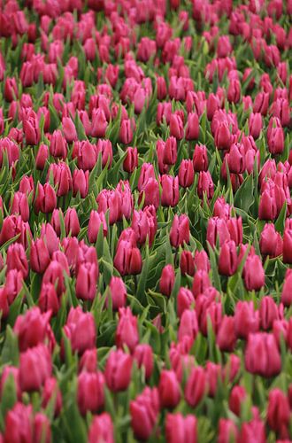 TULIPS IN PINK-RED