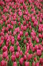TULIPS IN PINK-RED by Yvonne Blokland thumbnail