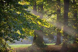 De ochtendzon schijnt door de bomen van Michel Geluk