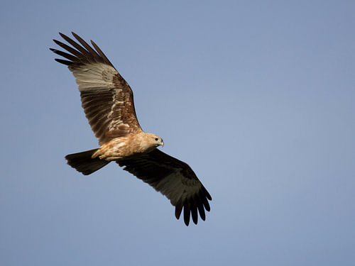 Roofvogel in de lucht