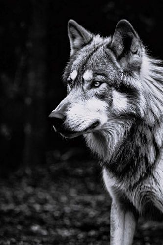Zwart-wit portret van een imposante wolf