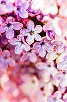 Flower Bokeh