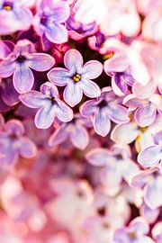 Flower Bokeh by Geert Huberts