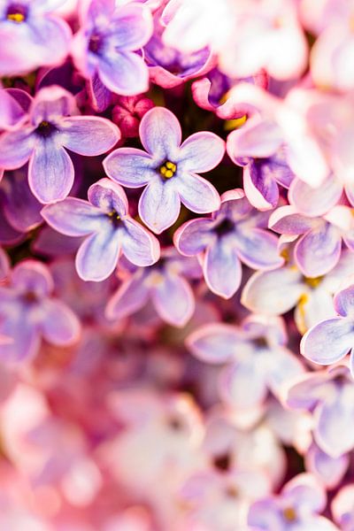 Flower Bokeh van Geert Huberts