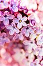 Flower Bokeh van Geert Huberts thumbnail