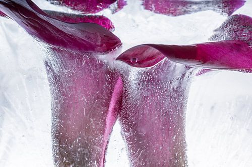 Calla dans la glace 1