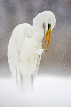 Great Egret, Ardea alba by Beschermingswerk voor aan uw muur