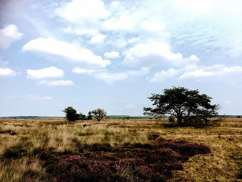 Heideveld in de zomer