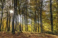 Wald im Herbst van Gunter Kirsch thumbnail