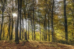 Wald im Herbst