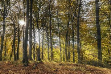 Wald im Herbst von Gunter Kirsch