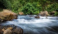 Jungle river