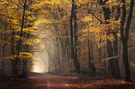 Portal to autumn par Rob Visser Aperçu