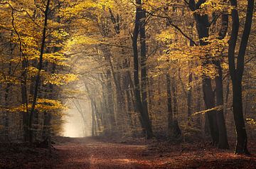 Portal to autumn van Rob Visser