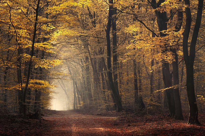 Portal to autumn par Rob Visser