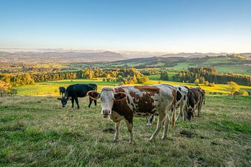 Lieve koe met Allgäuer bergen op de achtergrond van Leo Schindzielorz