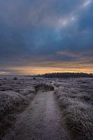 Sentier dans les dunes