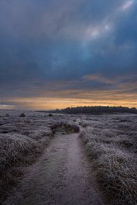 Wandelpad in de duinen van Rob Rollenberg