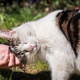 Kattenliefde van Maico.O