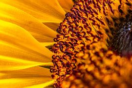 Flower core by Dennis Barneveld