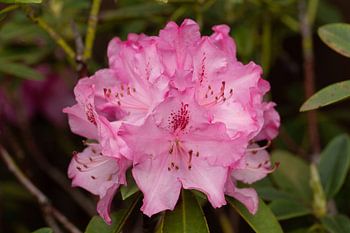 Bloeiende Rododendron