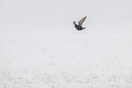 Star im Schnee von Douwe Struiksma