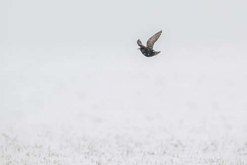 Star im Schnee