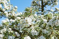 Birnenblüte im Frühling