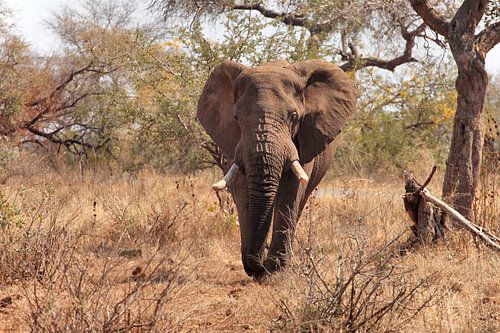 Olifant op de Savanne.