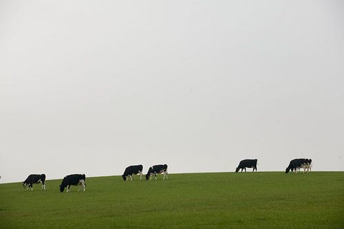 Koeien in glooiend landschap