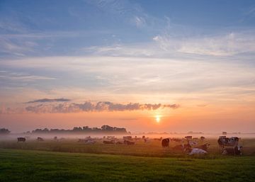 veel koeien in mistig weiland tijdens zonsopkomst onder mooie kleurige hemel van anton havelaar